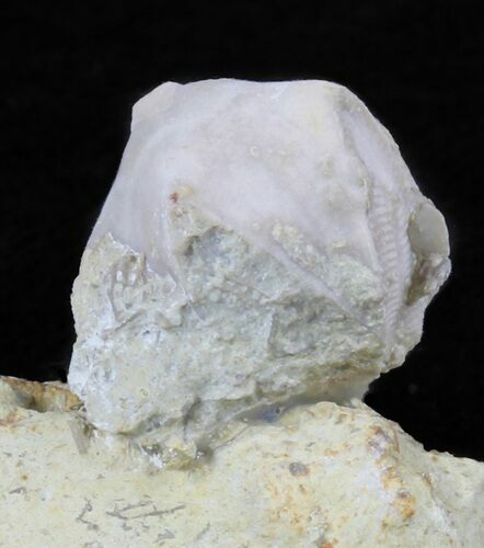 Blastoid (Pentremites) Fossil - Illinois #60133